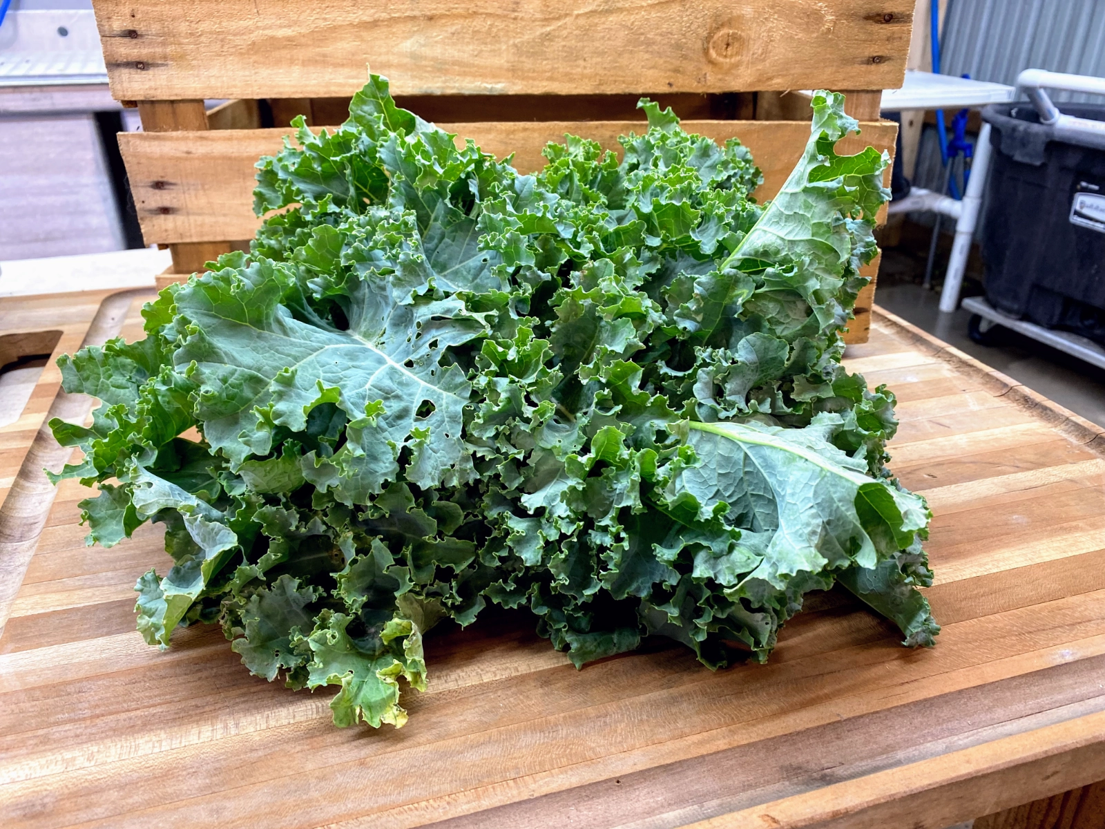 kale-juicing-2